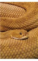 Basilisk Rattlesnake Any Day Planner Notebook: Blank Scheduler Organizer(39 Wildlife 150 Planner)