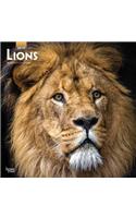 Lions 2019 Square