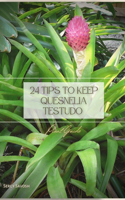 24 Tips to Keep Quesnelia Testudo