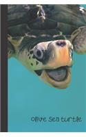 Olive sea turtle
