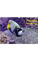 Poissons tropicaux 2018