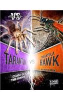 Tarantula vs. Tarantula Hawk