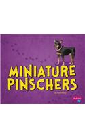 Miniature Pinschers: (Tiny Dogs)