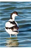 Pied Avocet Bird Journal: 150 Page Lined Notebook/Diary