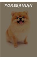 Pomeranian