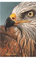 Lone Eagle Photography