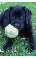 Black Lab Puppy Journal: Dog Wisdom Quotes(1 Play Ball Notebook 6x9)
