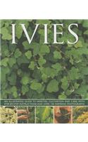 Ivies: An Illustrated Guide to Varieties, Cultivation and Care, With Step-by-Step Instructions and over 150 Inspiring Photographs