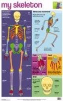 My Skeleton Wallchart