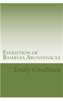 Evolution of Bambusa Arundinacea