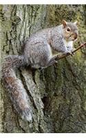 Squirrel in a Tree Journal