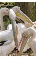 Three Gossiping White Pelicans (Pelicanus occidentalis) Journal: 150 Page Lined Notebook/Diary(English)