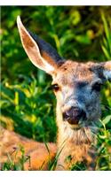 Mule Deer in the Wild Up Close Journal: 150 Page Lined Notebook/Diary