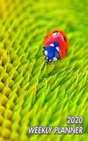 2020 Weekly Planner: Ladybug - Coccinellidae - 2020 Weekly Calendar - 12 Months - 107 pages 8.5 x 11 in. - Planner - Diary - Organizer - Agenda - Appointment - Half Spre