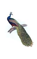Indian Peacock Composition Notebook