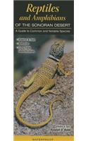 Reptiles and Amphibians of the Sonoran Desert