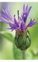 Purple Wildflower - Lined Notebook with Margins: 101 Pages, Medium Ruled, 6 x 9 Journal, Soft Cover