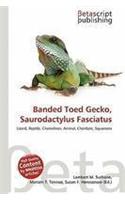 Banded Toed Gecko, Saurodactylus Fasciatus: (English)
