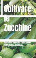 Orto di Zucchine