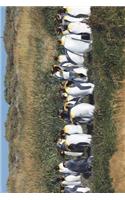 King Penguin (Aptenodytes Patagonicus) in the Grass Journal: 150 page lined notebook/diary