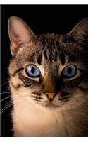 Portrait of a Beautiful Tabby Cat with Blue Eyes Journal: 150 Page Lined Notebook/Diary