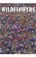 Wildflowers: A Portrait of the Natural World