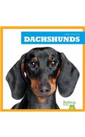 Dachshunds