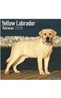 Yellow Labrador Retriever Calendar 2018