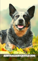 Australian Cattle Dog: Complete breed guide