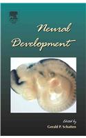 Neural Development