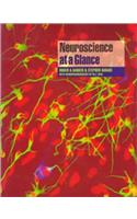 Neuroscience at a Glance
