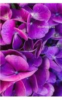 Hydrangeas