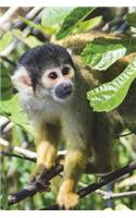 Squirrel Monkey in Ecuador Journal