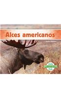 Alces Americanos (Moose)