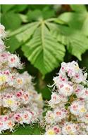 Chestnut Blossom Notebook