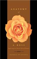 Anatomy Of A Rose