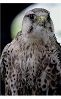 Lanner Falcon Journal: 150 page lined notebook/diary