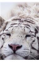 Sleeping White Tiger Up Close Beautiful Big Cat Journal
