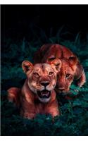 Baby Lion Cubs Lovers Gift For Girls, Boys, Women & Men