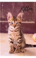 Kitten