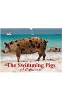 The Swimming Pigs of Bahamas 2018