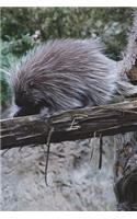 Porcupine on a Log Journal: 150 page lined notebook/diary