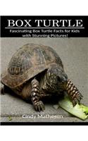 Box Turtle: Fascinating Box Turtle Facts for Kids with Stunning Pictures!