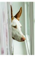 Ibizan Hound Dog Lined Journal: Canine Gift Notebook for Dog Lovers