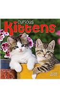 Curious Kittens 2018 Wall Calendar