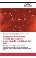 Proteínas seminales ovinas protegen el esperma de los daños del frío