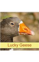 Lucky Geese 2018