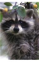 Raccoon Portrait Animal Journal: 150 Page Lined Notebook/Diary