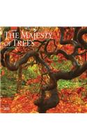 Majesty of Trees, the 2019 Square