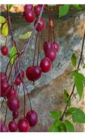 Journal Autumn Tree Plump Red Berries: (Notebook, Diary, Blank Book)(Seasonal Fall Photo Journals Notebooks Diaries)